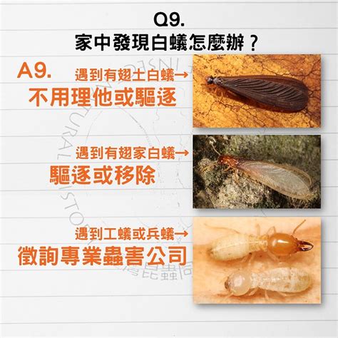 白蟻出現原因|白蟻怕什麼？防治消滅方法整理包：防堵白蟻入侵5點。